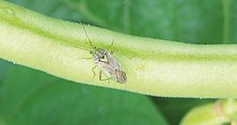 1 2 4 WCIORONASTEK TYTONIOWIEC (Thrips tabaci) neonikotynoidy Acetamip 20 SP (0,2 kg/ha) + Slippa (0,2 l/ha) (M) Acetamip New 20 SP (0,2 kg/ha) + Slippa (0,2 l/ha) (M) Acetamipiryd 20 SP (0,2 kg/ha)