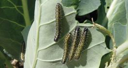 SZKODNIKI/PROGRAM OCHRONY MSZYCA BRZOSKWINIOWA (Myzus persicae) MĄCZLIK WARZYWNY (Aleyrodes proletella) BIELINEK KAPUSTNIK (Pieris brassicae) Gąsienice BIELINEK RZEPNIK (Pieris rapae) Gąsienica na