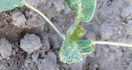 SZKODNIKI/PROGRAM OCHRONY PCHEŁKI: Pchełka rzepakowa (Psyllides chrysocephala), Pchełka smużkowana (Phyllotreta nemorum), Pchełka falistosmuga (Phyllotreta uulata), Pchełka czarna (Phyllotreta atra),