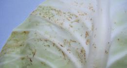 20 SP (0,2 kg/ha) (M) Acetamipiryd 20 SP (0,2 kg/ha) (M) Lanmos 20 SP (0,2 kg/ha) (M) Miros 20 SP (0,2 kg/ha) (M) Mospilan 20 SP (0,2 kg/ha) (M) Sekil 20 SP (0,2 kg/ha) (M) Stonkat 20 SP (0,2 kg/ha)