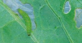 SZKODNIKI/PROGRAM OCHRONY TANTNIŚ KRZYŻOWIACZEK (Plutella xylostella) Gąsienica PIĘTNÓWKA KAPUSTNICA (Mamestra brassicae) Gąsienica BŁYSZCZKA JARZYNÓWKA (Autographa gamma) Gąsienica 1 2 4 związki