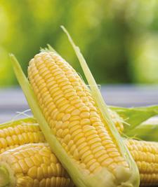 neonikotynoidy + pyretroidy Proteus 110 OD (0,5 l/ha) Wysiew rzędowy: stosować podczas siewu przy użyciu podłączonego do siewnika aplikatura, zachowując odstępy pomiędzy rzędami co najmniej 50 cm.