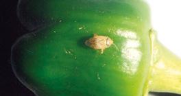 Wyższą z zalecanych dawek stosować w warunkach większego zagrożenia, przy licznej populacji szkodnika.