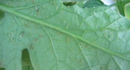 PRZĘDZIOREK CHMIELOWIEC (Tetranychus urticae) 1 2 4 POMIDOR Okres wzrostu i rozwoju roślin olej roślinny Emulpar 940 EC (0,9 1,2%) Lustracja roślin: wykrycie jednego skupiska na liściach na 10