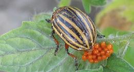 MSZYCE: Mszyca ziemniaczana (Aulacorthum solani), Mszyca brzoskwiniowa (Myzus persicae) STONKA ZIEMNIACZANA (Leptinotarsa decemlineata) neonikotynoidy Acetamip 20 SP (0,2 kg/ha) (M) Acetamip New 20