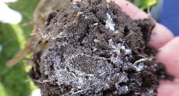 025 EC (0,2 0,4 l/ha) (M) Tekapo 025 EC (0,2 0,4 l/ha) (M) neonikotynoidy Acetamip 20 SP (0,2 kg/ha) (M) Acetamip New 20 SP (0,2 kg/ha) (M) Acetamipiryd 20 SP (0,2 kg/ha) (M) Lanmos 20 SP (0,2 kg/ha)