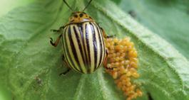 STONKA ZIEMNIACZANA (Leptinotarsa decemlineata) Chrząszcz i złoże jaj ŚLIMAKI NAGIE: Ślinik zmienny (Arion distinctus) 1 2 4