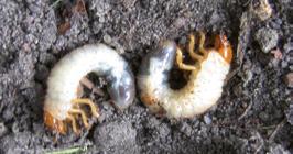 lineatus), Osiewnik ciemny (Agriotes obscurus) Próby glebowe: wykrycie 4 drutowców w 2 próbach o powierzchni 2 m 2 pobranych z głębokości 20 cm na polu o powierzchni 1 ha w 5 losowo wybranych