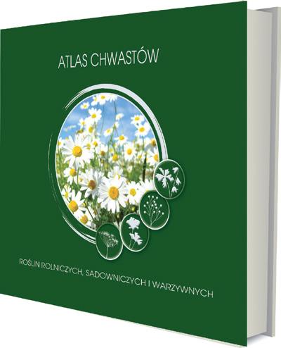 marchew, groch jadalny zielony Zatem 500 SC metazachlor 500 g/l G + L 2 2 miesiące kapusta głowiasta biała, kalafior (M) stosowanie środka ochrony roślin w uprawach i zastosowaniach małoobszarowych
