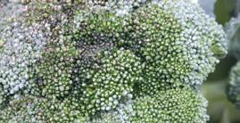 ZGNILIZNA TWARDZIKOWA (Sclerotinia sclerotiorum) BAKTERIOZY WARZYW KAPUSTNYCH: CZARNA ZGNILIZNA, MOKRA ZGNILIZNA (Xanthomonas campestris pv. campestris, Pseudomonas syringae pv. syringae, Erwinia spp.
