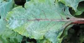 CHWOŚCIK BURAKA (Cercospora beticola Saccardo) benzimidazole Topsin M 500 SC (1,2 l/ha) (M) ditiokarbaminiany Dithane NeoTec 5 WG (2 kg/ha) (M) 0 Środki stosować od początku fazy, gdy liście