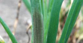 CHOROBY/PROGRAM OCHRONY MĄCZNIAK RZEKOMY (Peronospora destructor) 1 2 4 ditiokarbaminiany Dithane NeoTec 5 WG (2 kg/ha) (M) Penncozeb 80 WP (2 kg/ha) Polyram 0 WG (2 kg/ha) Voozeb 5 WG (2 kg/ha)