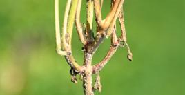 FUZARIOZA (Fusarium oxysporum) 1 2 4 Obecnie brak środków do zwalczania tej choroby. Uprawiać odmiany odporne.