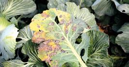 1 2 4 KALAFIOR Przygotowanie pola, zaprawianie nasion i ochrona rozsady patrz ochrona kapusty głowiastej MĄCZNIAK RZEKOMY (Peronospora parasitica) ftalany + strobiluryny Amistar Opti 480 SC (2 2,5