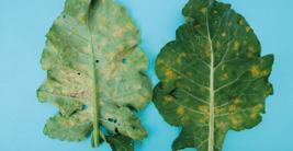 /bolle) MĄCZNIAK RZEKOMY (Peronospora brassicae) Okres wzrostu i rozwoju roślin dikarboksymidy Dymas (1 l/ha) (M) Rovral Aquaflo 500 SC (1 l/ha) (M) strobiluryny Agristar 250 SC (1 l/ha) Amistar 250