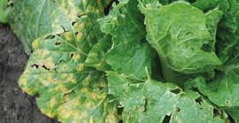 1 2 4 Okres wzrostu i rozwoju roślin CZERŃ KRZYŻOWYCH (ALTERNARIOZA) (Alternaria brassicae spp./berk.