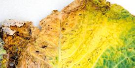 FUZARYJNE ŻÓŁKNIĘCIE LIŚCI KAPUSTY (Fusarium oxysporum fs. yellow) 1 2 4 Obecnie brak środków do zwalczania tej choroby. Uprawiać odmiany odporne.