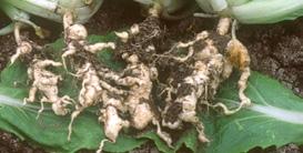 /bolle) KIŁA KAPUSTY (Plasmodiophora brassicae) SZARA PLEŚŃ (Botrytis cinerea) strobiluryny Amistar 250 SC (0,8 l/ha) Ascom 250 SC (0,8 l/ha) Astar 250 SC (0,8 l/ha) Dobromir Top 250 SC (0,8 l/ha)