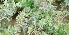 CHOROBY/PROGRAM OCHRONY MĄCZNIAK PRAWDZIWY (Erysiphe heraclei) ZGNILIZNA TWARDZIKOWA (Sclerotinia sclerotiorum) 1 2 4 strobiluryny Amistar 250 SC (0,8 l/ha) Ascom 250 SC (0,8 l/ha) Astar 250 SC (0,8