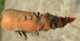 carotovorum) ZGORZEL SIEWEK, CHOROBOTWÓRCZE MIKROORGANIZMY GLEBOWE ORAZ PRZENOSZONE PRZEZ NASIONA (Pythium spp., Fusarium spp., Rhizoctonia spp., Botrytis spp., Phytophthora spp., Alternaria spp.