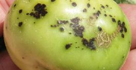 1 2 4 RÓŻNE CHOROBY GRZYBOWE PRZENOSZONE PRZEZ NASIONA (W TYM ZGORZEL PODSTAWY ŁODYGI) (Fusarium spp., Pythium spp., Alternaria spp., Phytophthora spp., Didymella lycopersici Kleb.