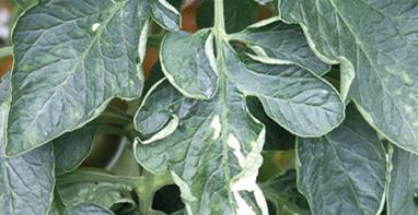 nicotianae) RAK BAKTERYJNY (Clavibacter michiganensis ssp. michiganensis) BAKTERYJNA CĘTKOWATOŚĆ POMIDORA (Pseudomonas syringae pv. tomato) RAK BAKTERYJNY (Clavibacter michiganensis ssp.