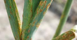 ZGORZEL SIEWEK, CHOROBOTWÓRCZE MIKROORGANIZMY GLEBOWE ORAZ PRZEZNOSZONE PRZEZ NASIONA (Pythium spp., Fusarium spp., Rhizoctonia spp., Botrytis spp., Phytophthora spp., Alternaria spp.