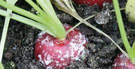 CHOROBY/PROGRAM OCHRONY SZARA PLEŚŃ, ZGNILIZNA TWARDZIKOWA (Botrytis cinerea Pers., Sclerotinia sclerotiorum /Lib./ de Bary) ZGORZEL SIEWEK, CHOROBOTWÓRCZE GRZYBY GLEBOWE (Pythium spp., Fusarium spp.