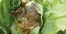) CZERNIENIE KORZENI (Aphanomyces scabies) PARCH ZWYKŁY (Streptomyces scabies) MĄCZNIAK RZEKOMY (Peronospora parasitica) 1 2 4 ROKIETTA SIEWNA rukola Okres wzrostu i rozwoju roślin anilidy +