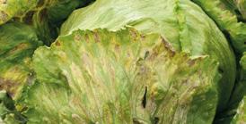 MĄCZNIAK RZEKOMY (Bremia lactucae Regel) MĄCZNIAK PRAWDZIWY (Erysiphe cichoracearum) SZARA PLEŚŃ (Botrytis cinerea Pers.) 1 2 4 ZGNILIZNA TWARDZIKOWA (Sclerotinia sclerotiorum /Lib.