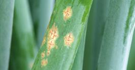 ) RDZA (Puccinia porri) ALTERNARIOZA (Alternaria porri) SZARA PLEŚŃ, ZGNIKIZNA TWARDZIKOWA, RIZOKTONIOZA (Sclerotinia sclerotiorum, Botrytis spp., Rhizoctonia spp.