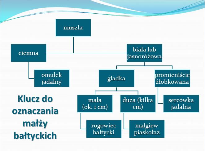 Załącznik nr 6 Projekt Zupełnie