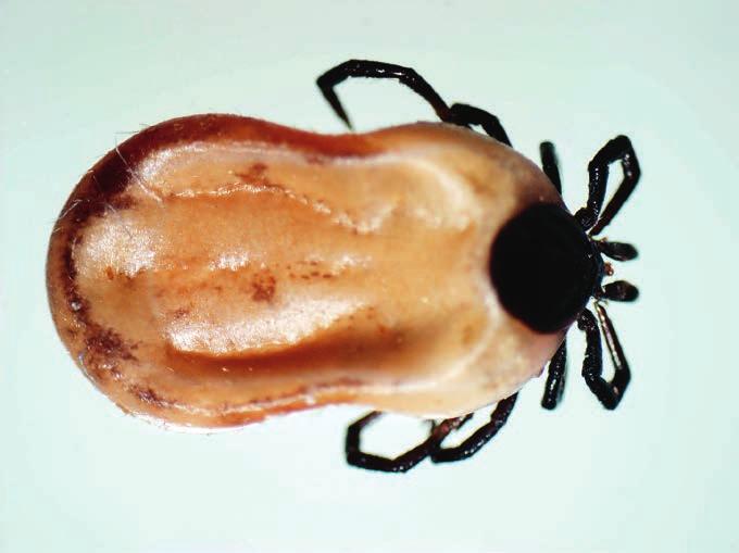 ryc. archiwum autorów Ryc. 1. Głównym wektorem chorób zakaźnych i inwazyjnych dla ludzi i zwierząt jest Ixodes ricinus nerwowych, zahamowania przewodzenia impulsów i śmierci ektopasożytów (7, 8).