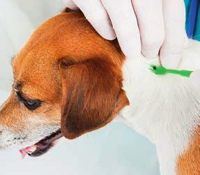 Immunoglobuliny zapobiegają rozwojowi takich procesów patologicznych, jak: anemia, wazodilatacja, hipotensja czy wstrząs.