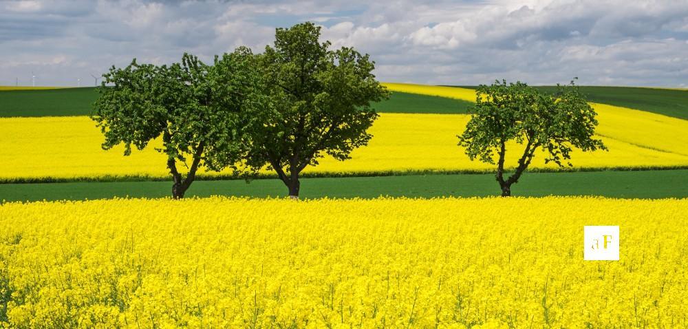 .pl https://www..pl Zadrzewienia śródpolne: jakie niosą korzyści?