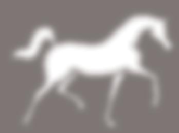 KRAKOWSKa aukcja KONI ARABSKICH 2018 CRACOW ARABIAN HORSE Sale Program