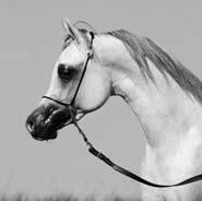 SHANGHAI E.A. grey, 2008 Equus Arabians Albert Sorocca Spain WH JUSTICE grey, 1999 D. & J. A. Goodrich SALYMAH grey, 2005 R.