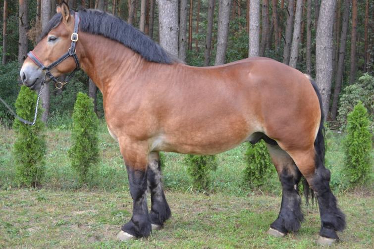 Nr kat.33. Ogier ROKOSZ, rasa: polski koń zimnokrwisty Ogier urodzony 17.05.2016 roku, maści gniadej Ogier reprezentuje ród męski ogiera 1 G By Bertram I (z.niem.