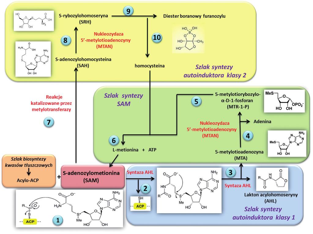 Rycina 2. Schemat syntezy AI klasy 1 i 2. Opracowano na postawie [10,22,25,26]. Proces biosyntezy AHL wymaga obecności dwóch substratów: SAM i grupy acylowej przenoszonej przez białko ACP.