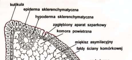 Budowa igły