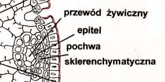 kanał