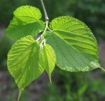 Morwa -