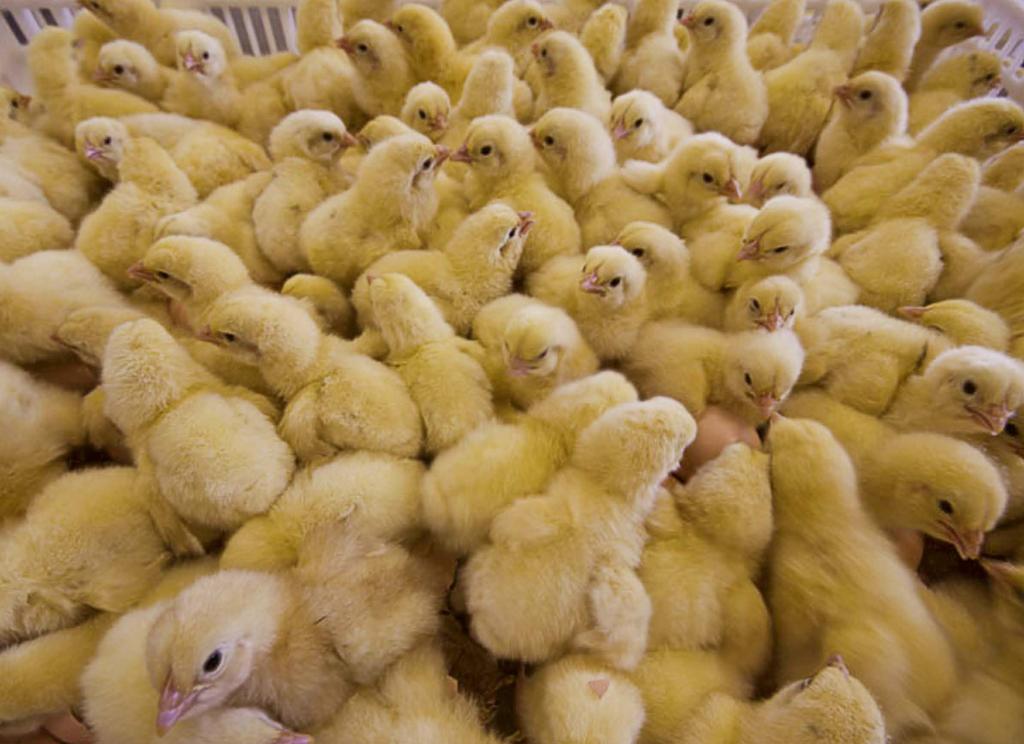 KING CHICKEN ZAKŁAD WYLĘGU DROBIU W ŚLIWNIE oferujemy: sztuka dobrego