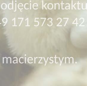 (zakłady) odchowu młodych