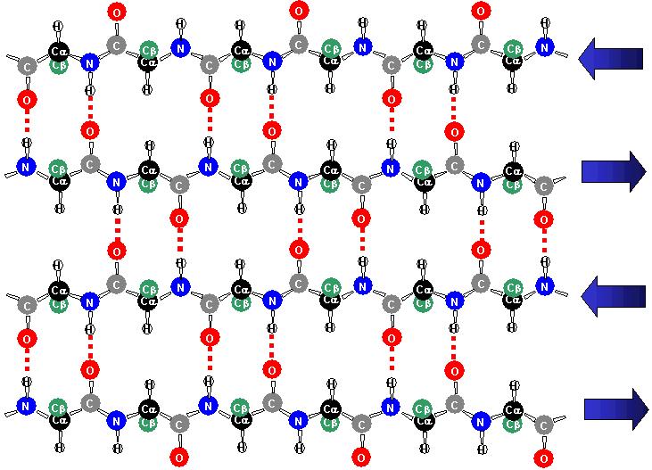 wiązanie wodorowe a-helisa globiny