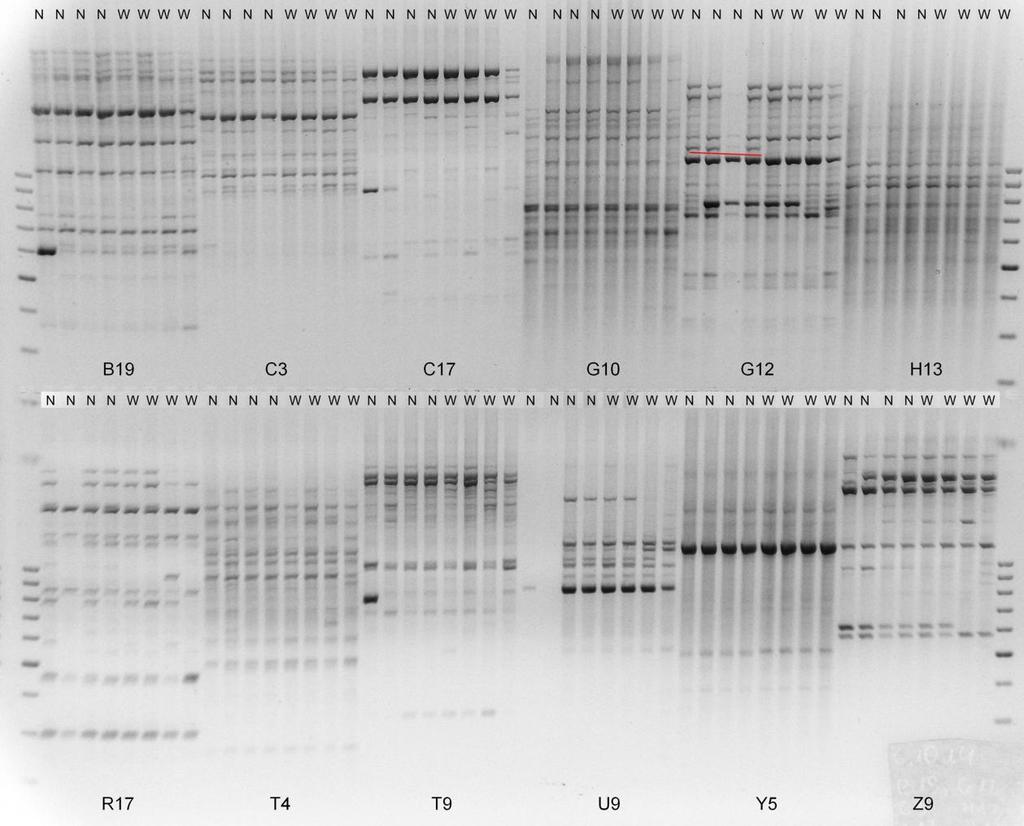 zidentyfikowano na podstawie obserwacji wysokości roślin pokolenia F3. Próbę zbiorczą utworzyło DNA 10 osobników F2 o określonym genotypie.