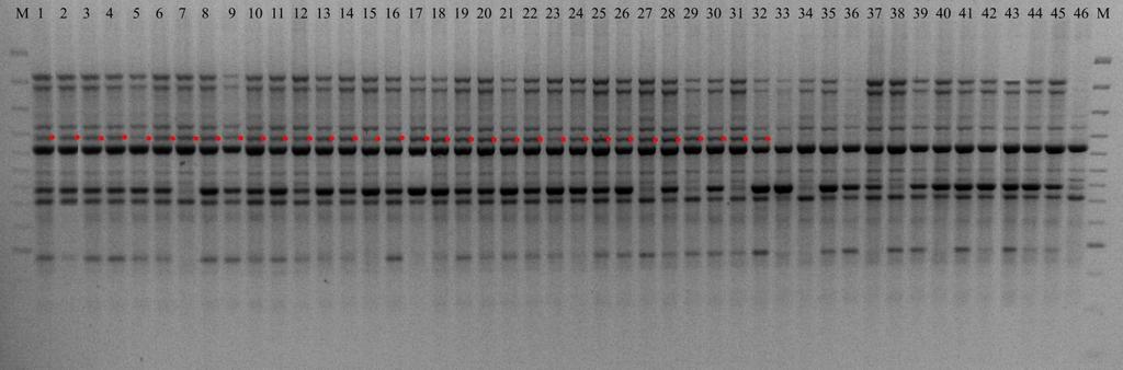 Fot.2. Produkty uzyskane w wyniku amplifikacji DNA wybranych homozygot niskich i wysokich przy użyciu startera G12. Zaznaczono fragment długości 1200 pz charakterystyczny dla form niskich. Fot.