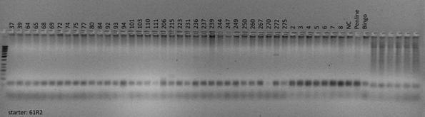 Na podstawie wyniku asymetrycznego PCR dla par starterów58f1, 60R2, 61R2 oraz 63R2 przeprowadzonego na losowo wybranych 4 roślinach niskich i wysokich stwierdzono, że efekt amplifikacji uzyskany dla