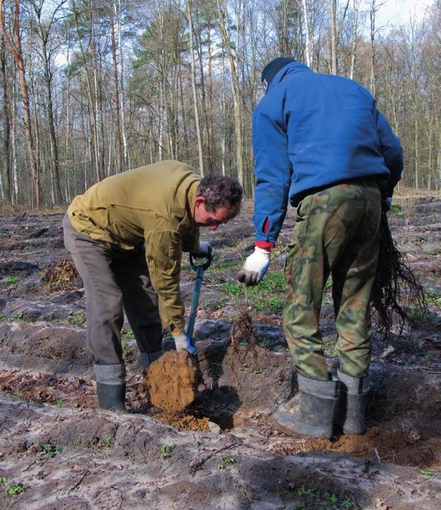 na lepsze wynagrodzenie, zaś opuszczone przez nich branże wydrenują nam z lasu polskich pracowników Wygaszanie usług leśnych Zarząd Główny Stowarzyszenia Przedsiębiorców Leśnych próbuje zapobiegać