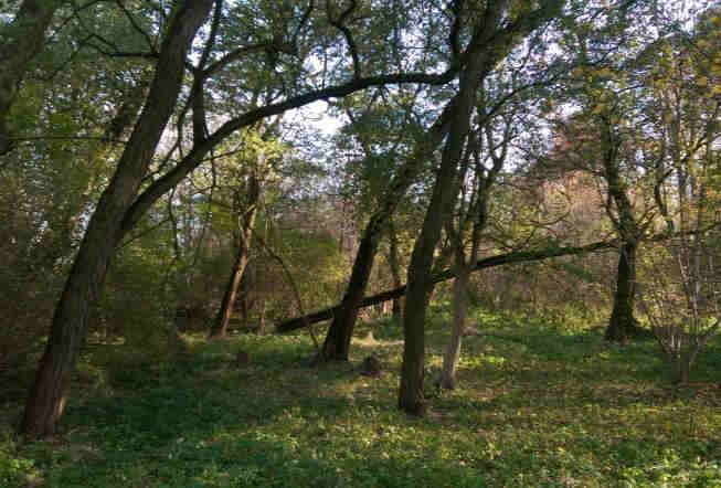 Kraśniczej Woli Od zachodu teren dworku otoczony był przez park krajobrazowy ze